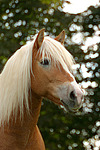 pferdefotos haflinger