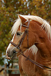 pferdefotos haflinger