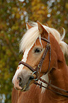 pferdefotos haflinger