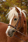 pferdefotos haflinger