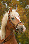 pferdefotos haflinger