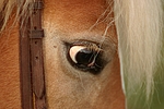 pferdefotos haflinger