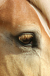 pferdefotos haflinger