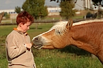 pferdefotos haflinger