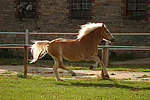 pferdefotos haflinger