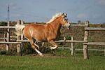 pferdefotos haflinger