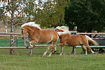 pferdefotos haflinger