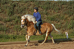 pferdefotos haflinger