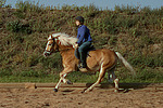 pferdefotos haflinger