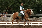 pferdefotos haflinger