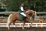 pferdefotos haflinger