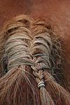 pferdefotos haflinger