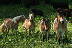 pferdefotos haflinger