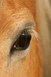 pferdefotos haflinger