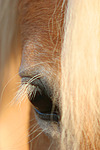 pferdefotos haflinger