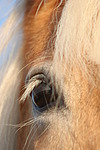 pferdefotos haflinger
