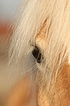 pferdefotos haflinger