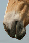 pferdefotos haflinger