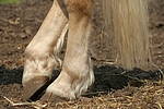 pferdefotos haflinger