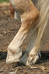 pferdefotos haflinger