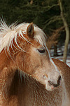 pferdefotos haflinger