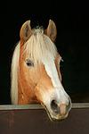 pferdefotos haflinger