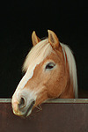 pferdefotos haflinger