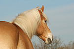 pferdefotos haflinger