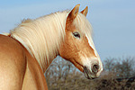 pferdefotos haflinger