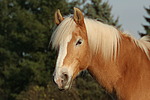 pferdefotos haflinger