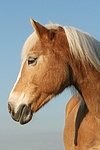 pferdefotos haflinger