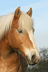 pferdefotos haflinger