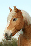 pferdefotos haflinger