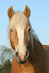pferdefotos haflinger