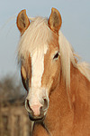 pferdefotos haflinger