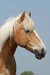 pferdefotos haflinger