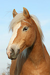 pferdefotos haflinger