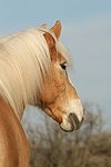 pferdefotos haflinger