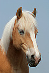 pferdefotos haflinger
