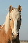 pferdefotos haflinger