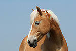 pferdefotos haflinger