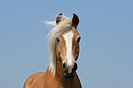 pferdefotos haflinger