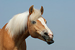 pferdefotos haflinger
