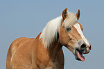 pferdefotos haflinger