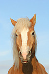 pferdefotos haflinger