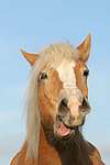 pferdefotos haflinger