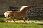 pferdefotos haflinger