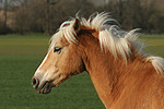 pferdefotos haflinger