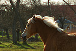 pferdefotos haflinger