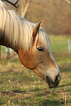 pferdefotos haflinger